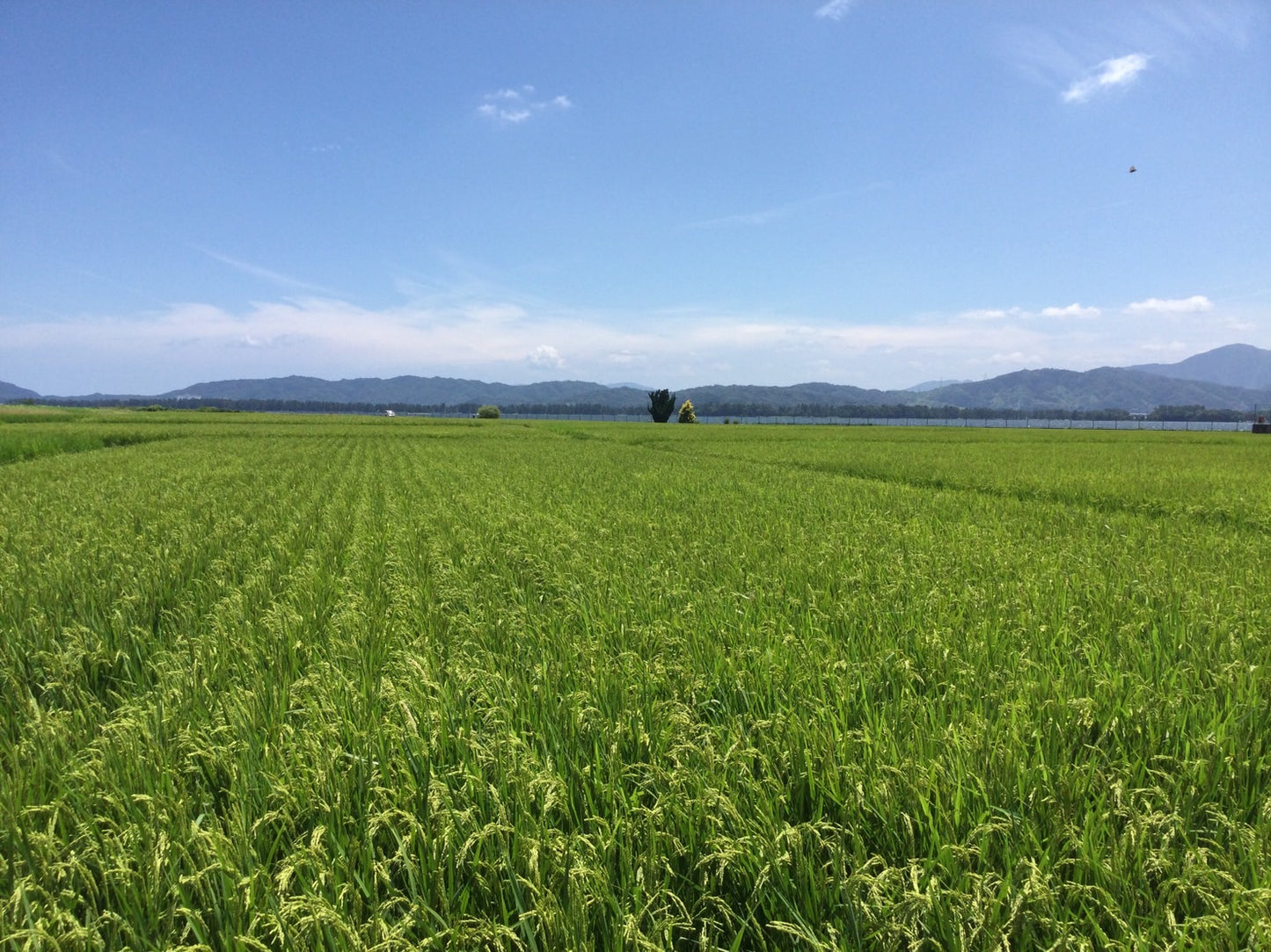 （完売）与謝野天橋立・阿蘇海の側で育った京の豆っこお米(精米）５キロ